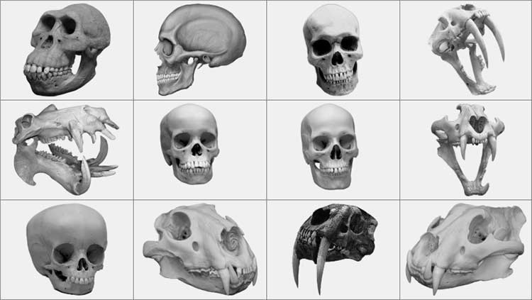 Черты сходства и различия человека и животных - основная разница 2