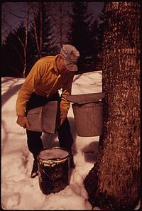 Warmly dressed person in the snow holding a bucket next to a maple tree.