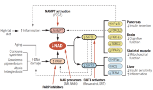 NAD Effects