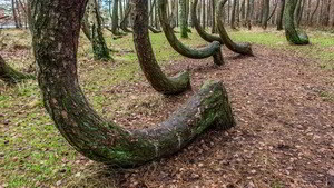 Деревья Кривого Леса