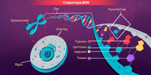 Идентификация личности и ДНК-тесты: структура ДНК