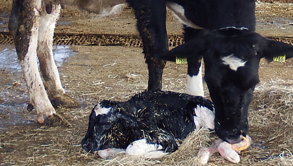 Новорожденный теленок