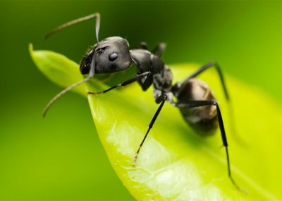 приметы про муравьев