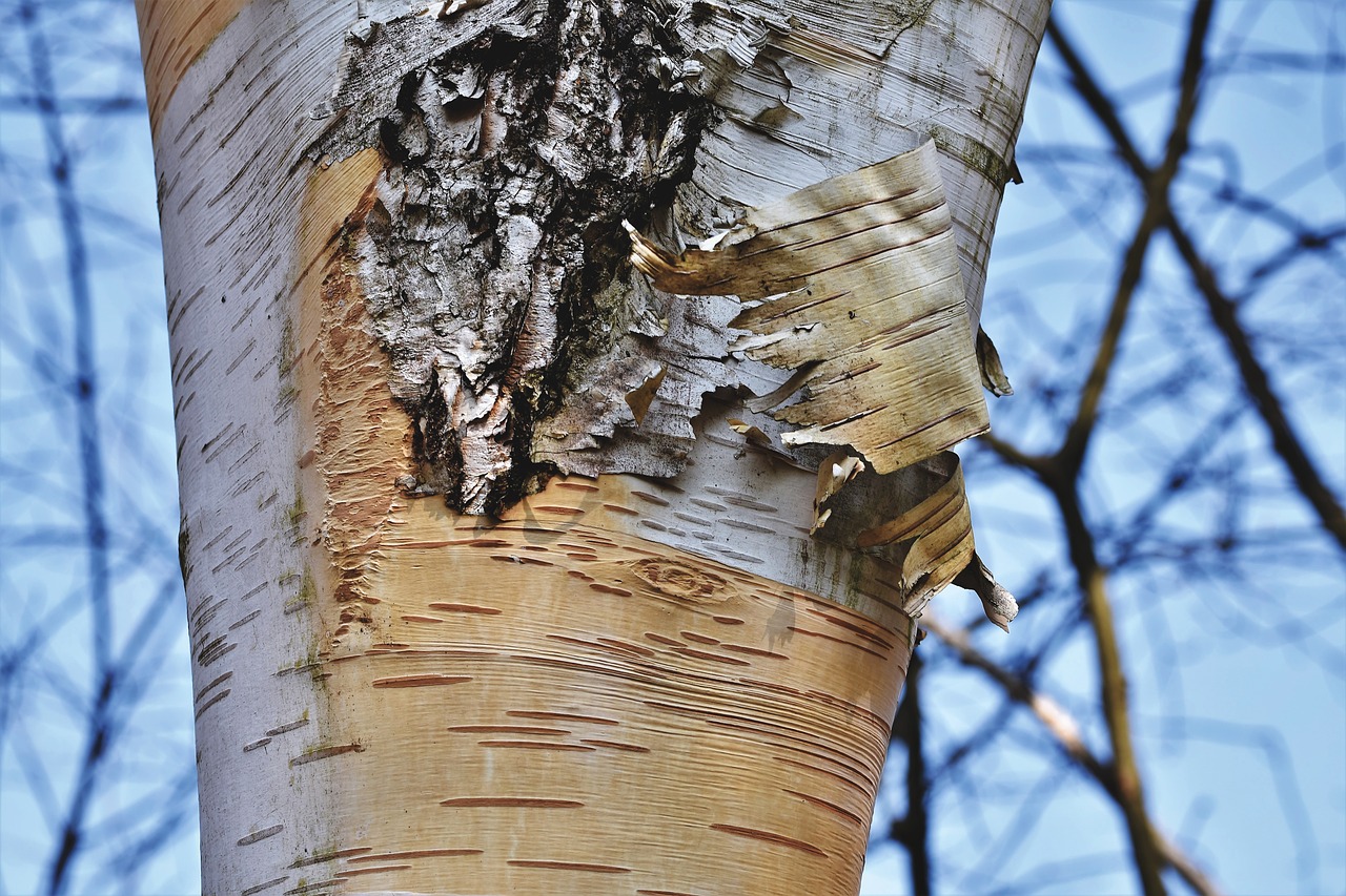 birch bark sheet