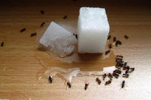 Причины появления муравьёв в квартирах