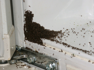Описание способов проникновения муравьёв в квартиры