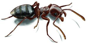 Что делать, если в доме завелисть муравьи