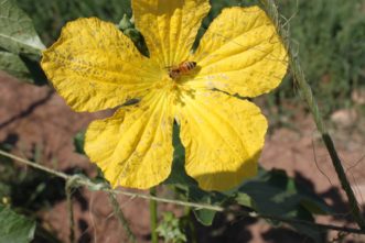 Pollinators transfer pollen from male flowers (above) to female flowers in cucurbit species. The absence of pollinators or low numbers of female flowers can result in fewer fruits produced.