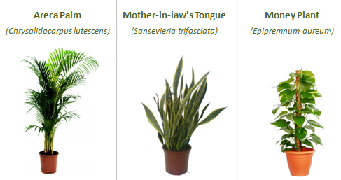 These plants are excellent enhancers of indoor air quality