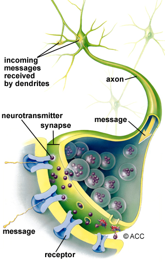Illustration of neurons, dendrites and axon