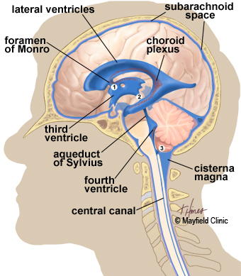 illustration, side view of brain showing the ventricles deep within the brain and the flow of CSF