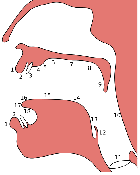 Places of articulation 1. Exo-labial 2. Endo-labial 3. Dental 4. Alveolar 5. Post-alveolar 6. Pre-palatal 7. Palatal 8. Velar 9. Uvular 10. Pharyngeal 11. Glottal 12. Epiglottal 13. Radical 14.