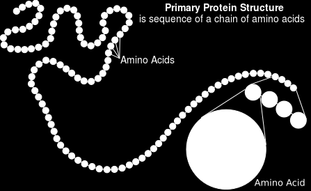 Let s Draw a Protein! There are 20 amino acids!