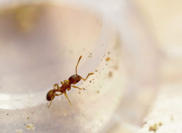 Домашние рыжие муравьи