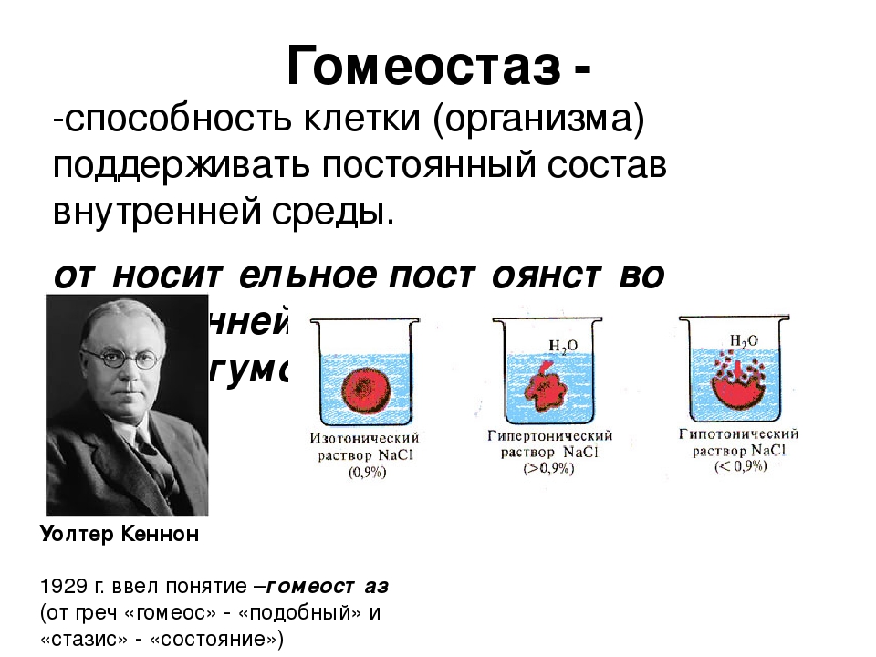 Поддерживает гомеостаз организма. Гомеостаз. Обеспечивает гомеостаз клетки. Отрицательная Обратная связь гомеостаза.