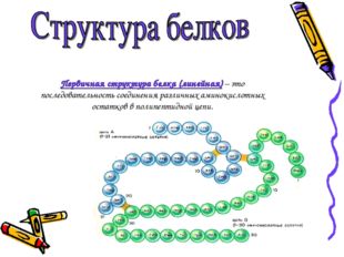 Первичная структура белка (линейная) – это последовательность соединения разл