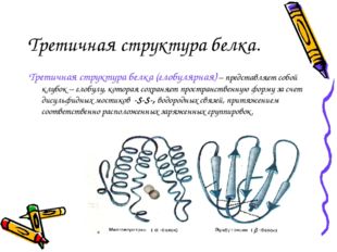 Третичная структура белка. Третичная структура белка (глобулярная) – представ