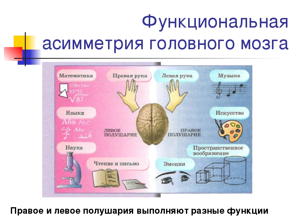 Какие функции выполняет полушария мозга. Функциональная асимметрия мозга. Функциональная межполушарная асимметрия мозга. Функциональная асимметрия полушарий головного мозга. Функциональная асимметрия головного мозга человека.