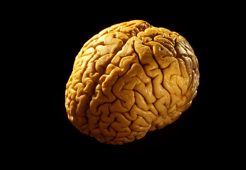 Сколько процентов своего мозга используют люди