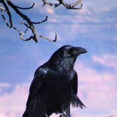 приметы и суеверия птицы