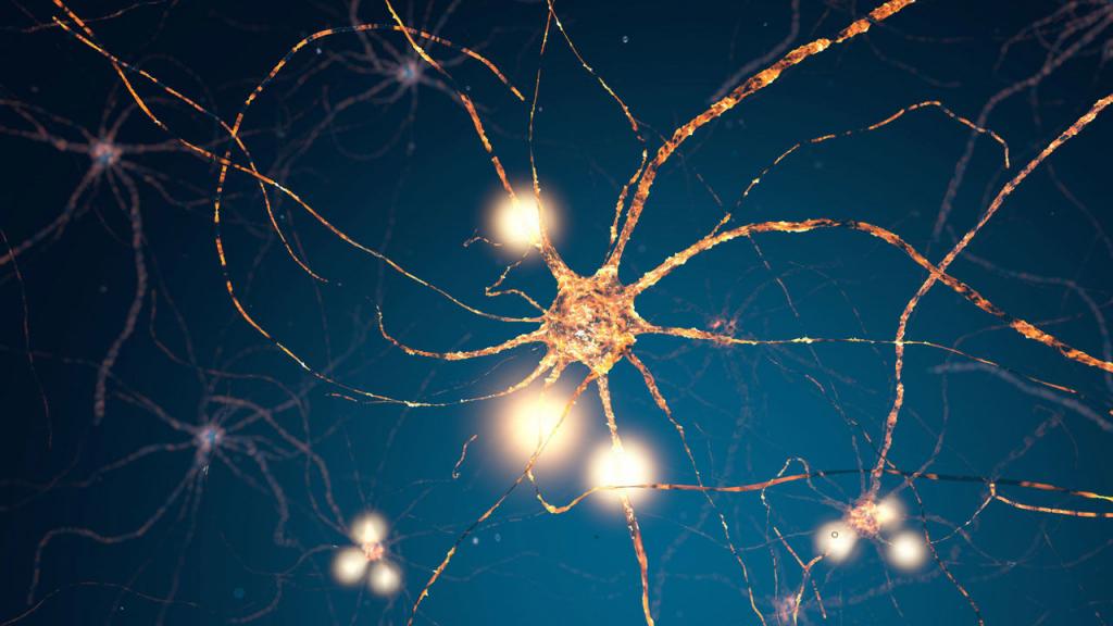Нейроны памяти головного мозга