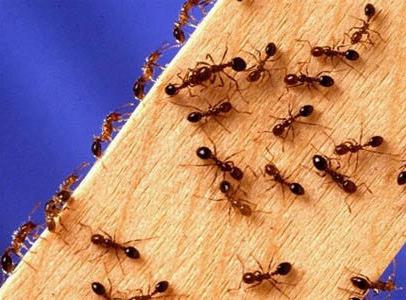 к чему появляются муравьи в доме приметы