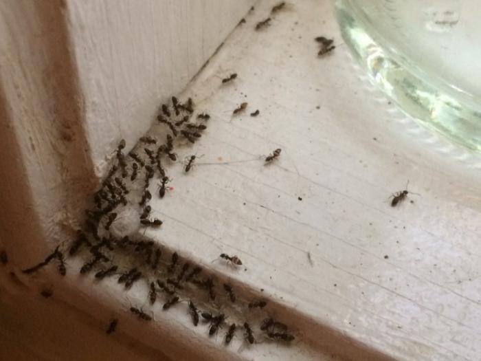 приметы муравьи в доме 