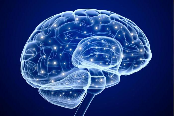 объем мозга человека