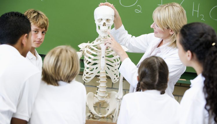 дети изучают человеческий скелет