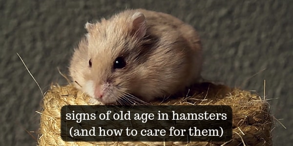 old hamster (3)