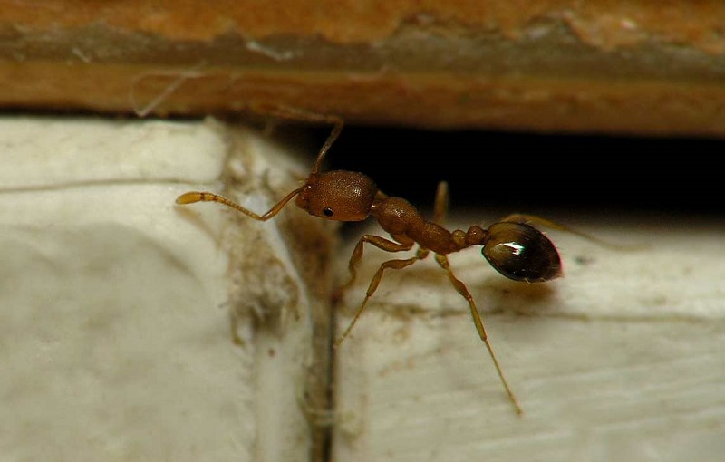 Обыкновенный домашний муравей