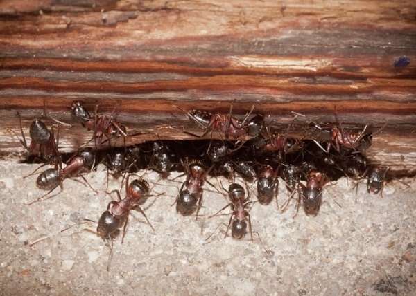 Обнаружить гнездо муравьиной колонии подчас очень нелегко