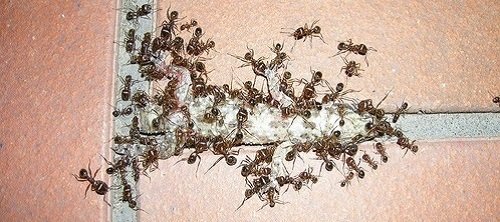 Домовые муравьи-воры