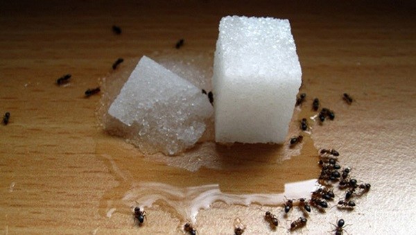 Оставленные на столе сладости привлекают муравьев