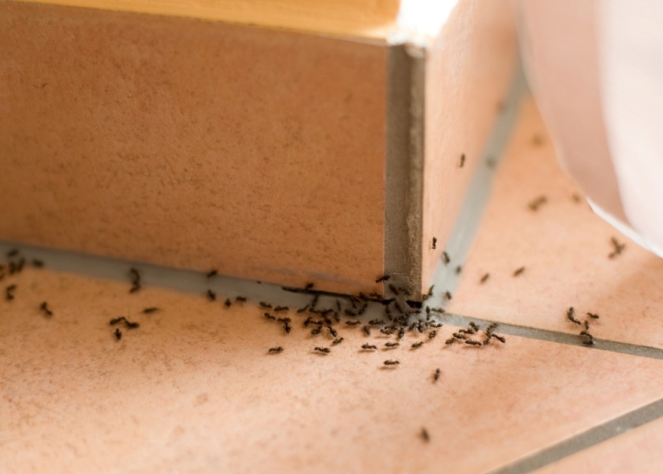 Много муравьев в доме: приметы