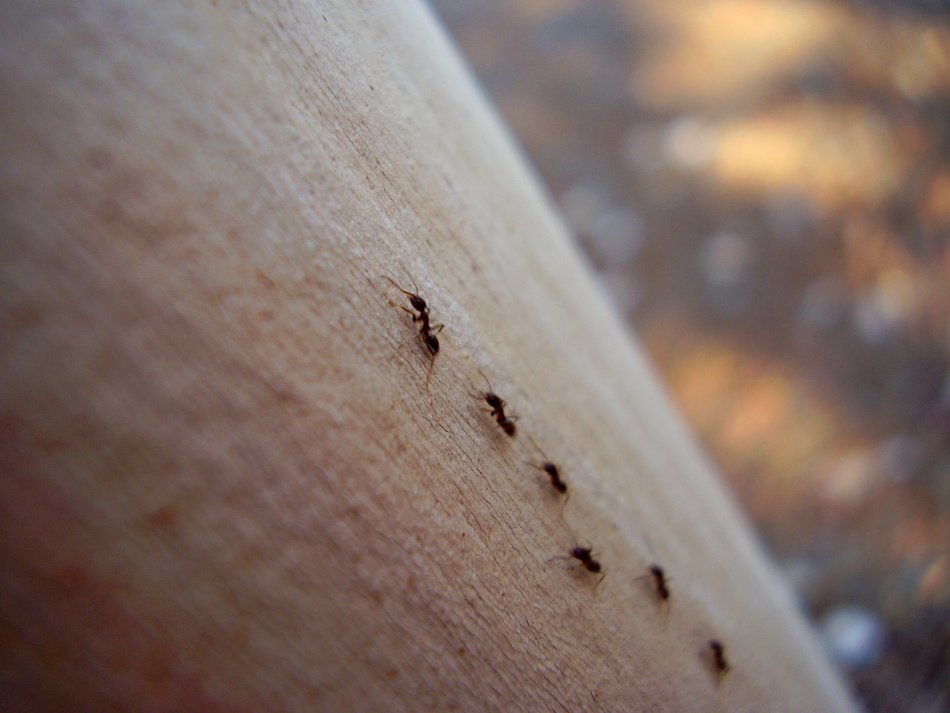 Приметы про муравьев, которых вы встречаете дома