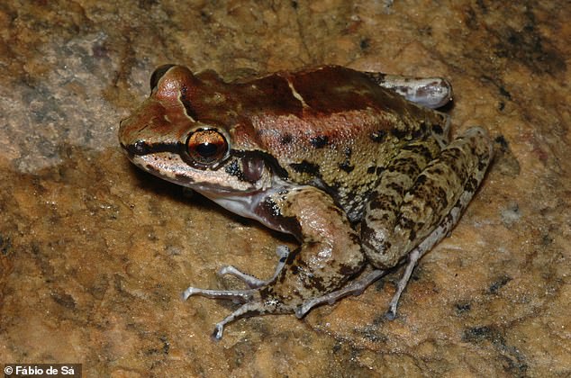 Male of Thoropa taophora on Sununga beach, Ubatuba, Brazil. The species of frog native to the Brazilian Atlantic rainforest appears to be the first amphibian shown to exhibit harem polygyny