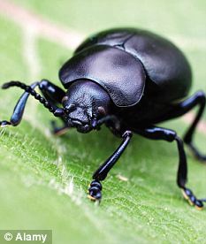 Beet that: The scientists came to their conclusions after studying frisky beetles
