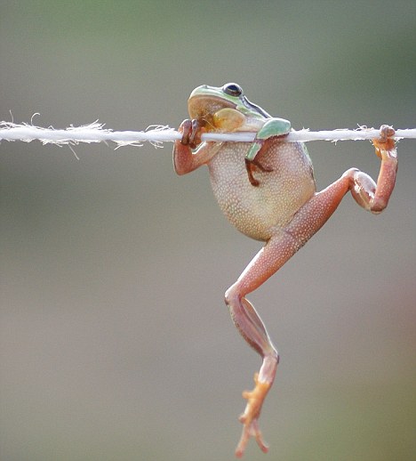 A European Tree Frog jumps onto a washing line: Frogs use their muscles to 
