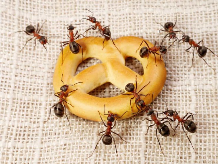 Приметы о муравьях в доме
