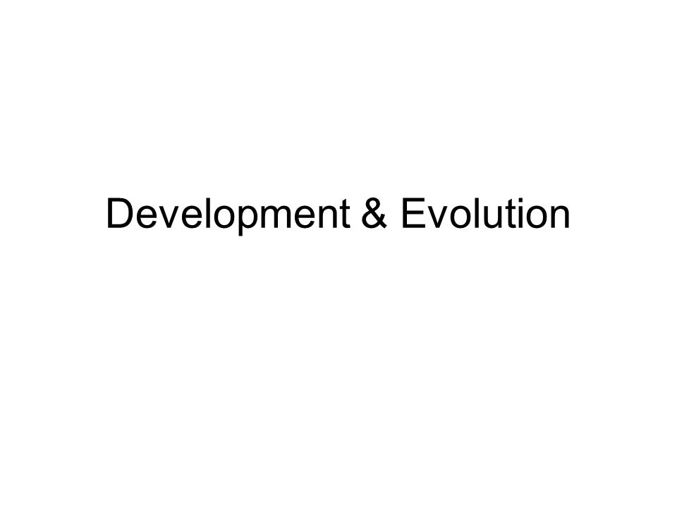 Development & Evolution