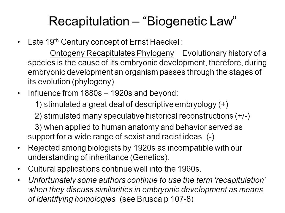 Recapitulation – Biogenetic Law Late 19 th Century concept of Ernst Haeckel : Ontogeny Recapitulates Phylogeny Evolutionary history of a species is the cause of its embryonic development, therefore, during embryonic development an organism passes through the stages of its evolution (phylogeny).
