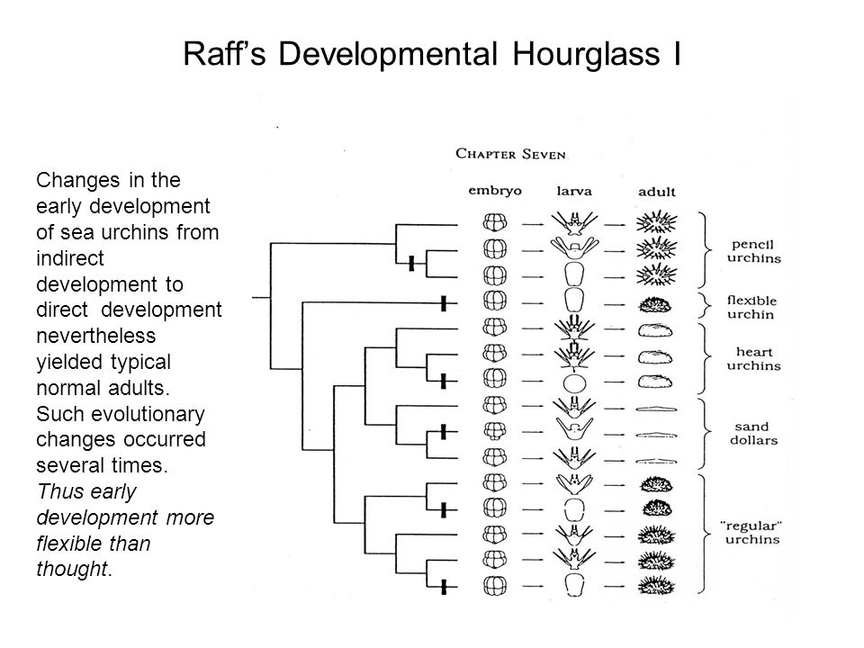 Raff’s Developmental Hourglass I Changes in the early development of sea urchins from indirect development to direct development nevertheless yielded typical normal adults.