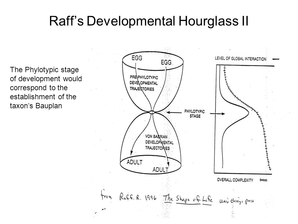 Raff’s Developmental Hourglass II The Phylotypic stage of development would correspond to the establishment of the taxon’s Bauplan