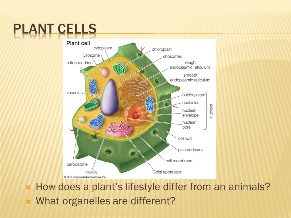  How does a plant’s lifestyle differ from an animals  What organelles are different