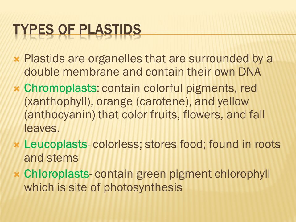  Plastids are organelles that are surrounded by a double membrane and contain their own DNA  Chromoplasts: contain colorful pigments, red (xanthophyll), orange (carotene), and yellow (anthocyanin) that color fruits, flowers, and fall leaves.