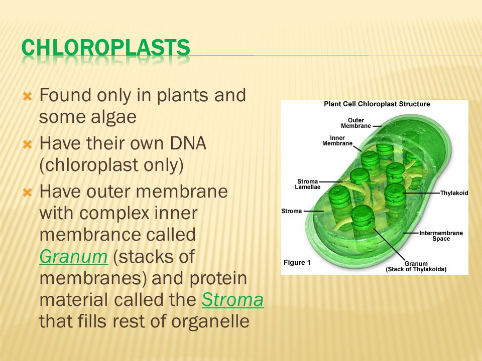  Found only in plants and some algae  Have their own DNA (chloroplast only)  Have outer membrane with complex inner membrance called Granum (stacks of membranes) and protein material called the Stroma that fills rest of organelle