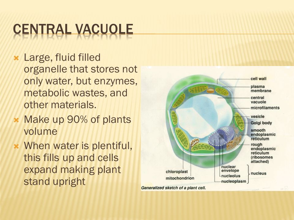  Large, fluid filled organelle that stores not only water, but enzymes, metabolic wastes, and other materials.