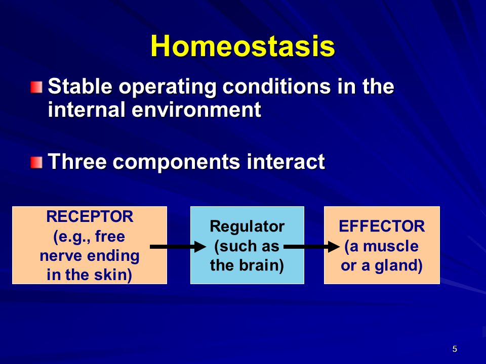 5 Homeostasis Stable operating conditions in the internal environment Three components interact RECEPTOR (e.g., free nerve ending in the skin) Regulator (such as the brain) EFFECTOR (a muscle or a gland)