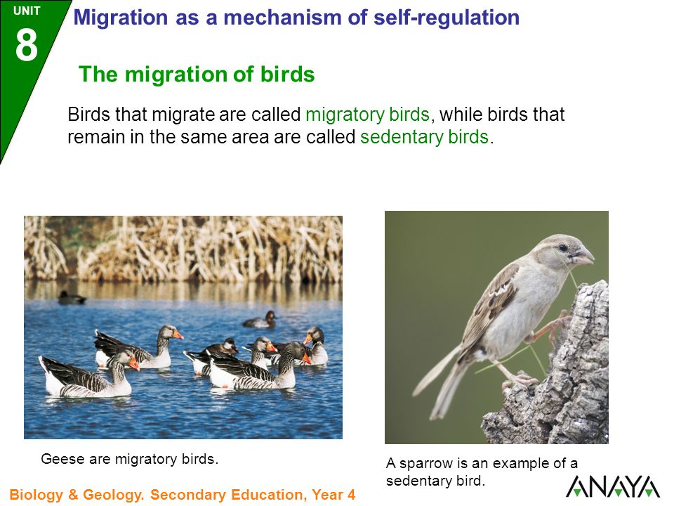 Birds that migrate are called migratory birds, while birds that remain in the same area are called sedentary birds.